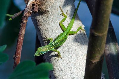 Close-up of lizard on tree trunk