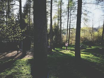Trees in forest against sky