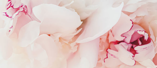 Close-up of white roses