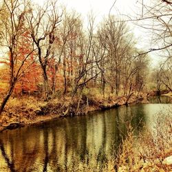 Reflection of trees in river