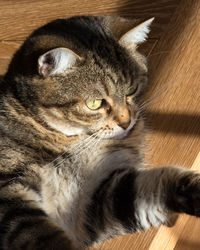 Close-up of cat