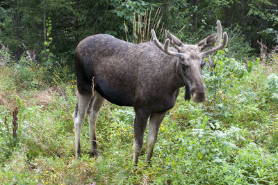Moose standing on grassy field