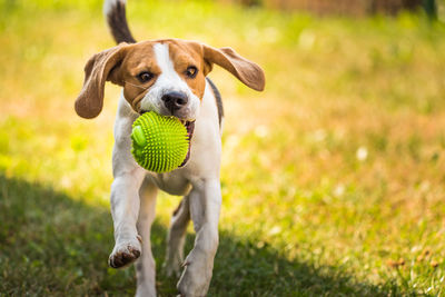 Portrait of dog with ball on grass