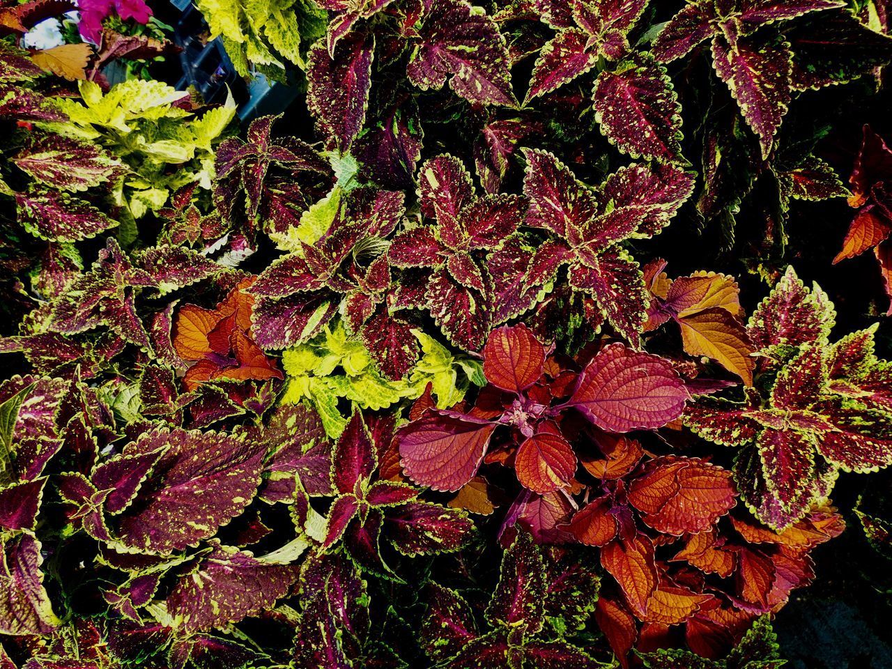 FULL FRAME SHOT OF MAPLE LEAVES ON TREE