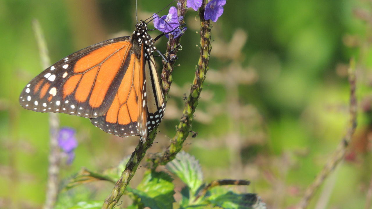 CLOSE-UP OF BUTTERFLY ON FLOWERS