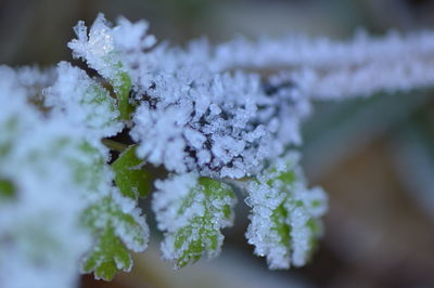 Close-up of snow on plant