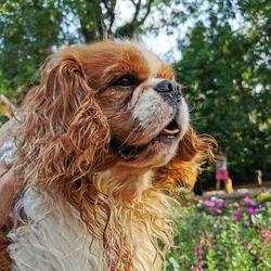 Close-up of dog looking away