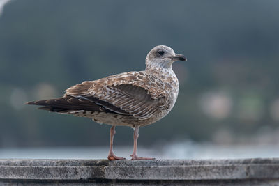 Close-up of seagull perching on retaining wall