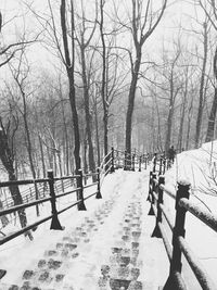 Bare trees on snow covered landscape