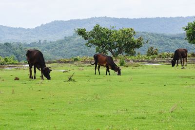 Horses grazing in a field