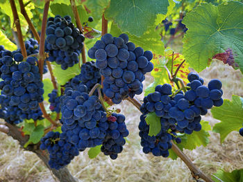 Close-up of grapes growing in vineyard