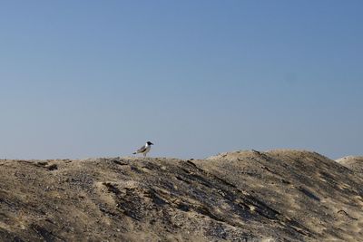 Low angle view of bird on rock against clear sky