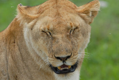 Close-up portrait of lioness in serengeti national park