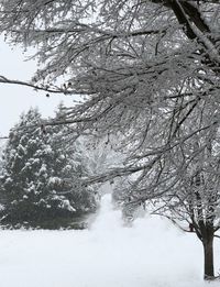 Snow covered trees on land