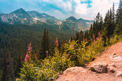 Scenic view of pine trees against sky