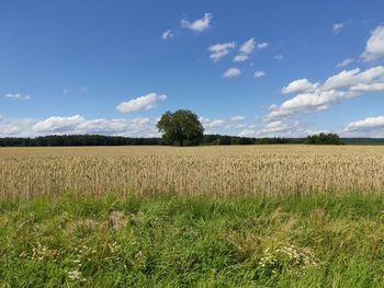 Scenic view of field against sky