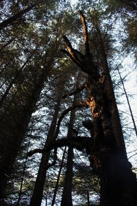 Low angle view of trees against sky