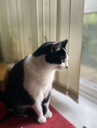 Close-up of a cat looking at home