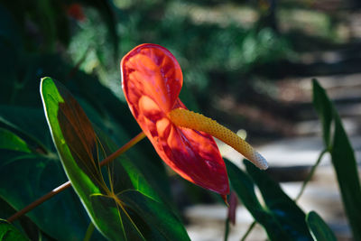 Close-up of red flower