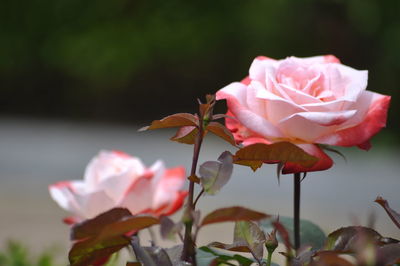 Close-up of pink rose