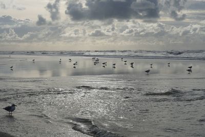 Flock of birds on beach