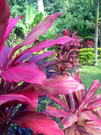 Close-up of pink flowers