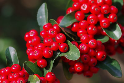 Close-up of cherries growing on plant