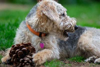 Close-up of dog on field