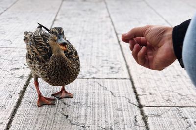 Midsection of man feeding on footpath