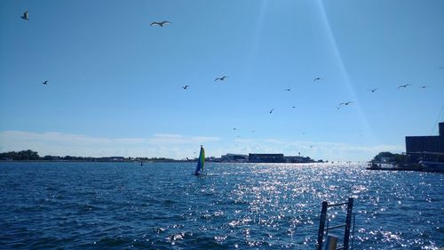 Seagulls flying over sea