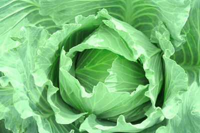 Full frame shot of green leaves