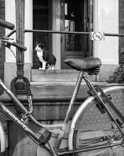 Cat looking through window of a building