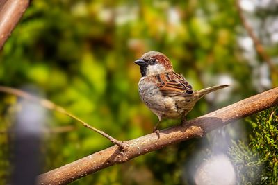 Close-up of bird perching on branch