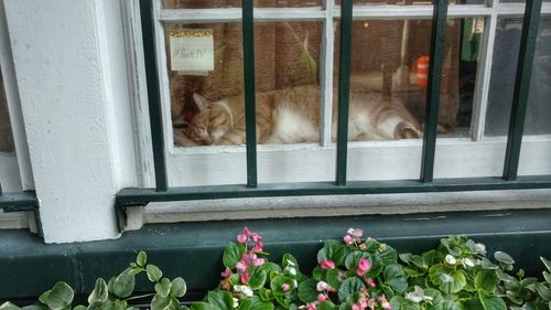 Cat on window sill