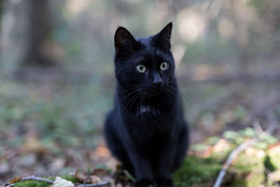 Portrait of black cat on field