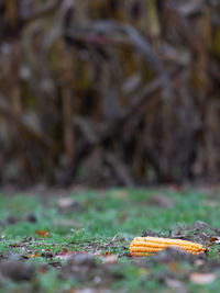 Close-up of mushroom growing on field