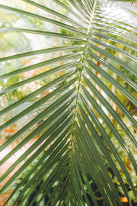 Full frame shot of palm tree