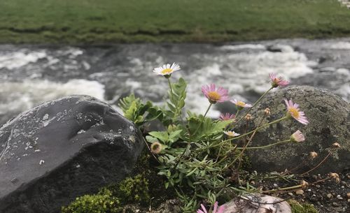 Close-up of flowering plants by lake