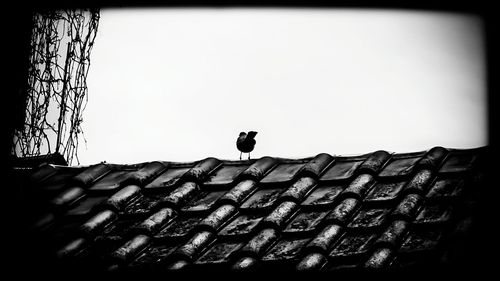 Low angle view of bird perching against clear sky