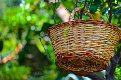 Close-up of plant hanging from basket