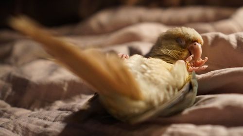 Close-up of a cat sleeping on bed