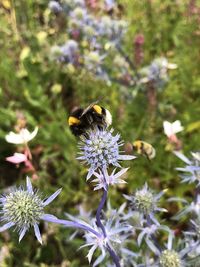 Close-up of bee pollinating on purple flower