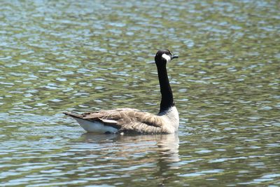 Duck swimming in lake