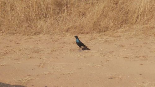 Bird perching on a field