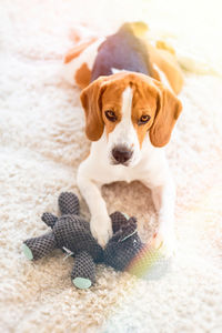 Portrait of puppy