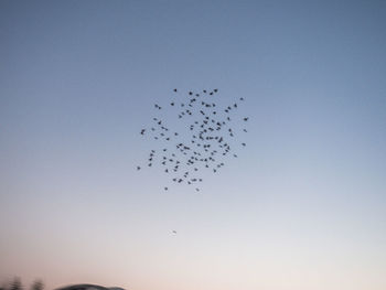 Low angle view of birds flying in sky