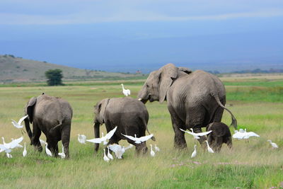 Elephants on grassy field