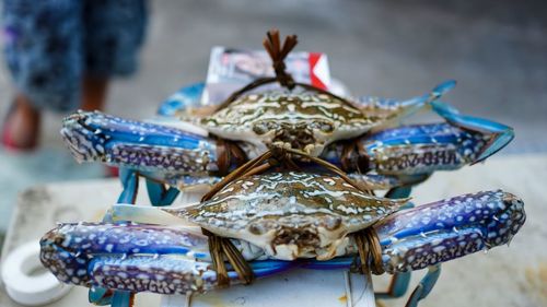 Close-up of crab