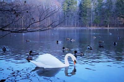 Swans swimming in lake during winter