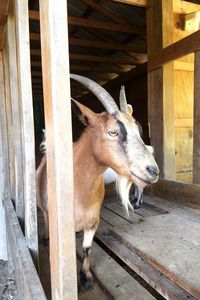 Close-up of goat in stable